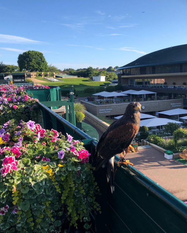 An Open Letter to the PTPA on Behalf of Rufus the Hawk